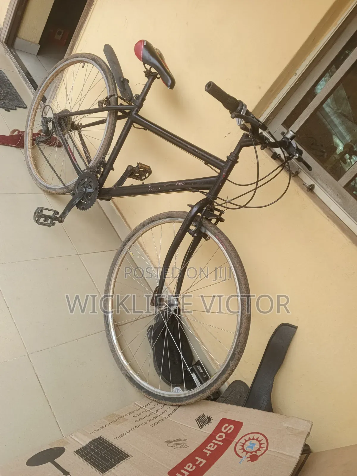 Adult Bicycle
