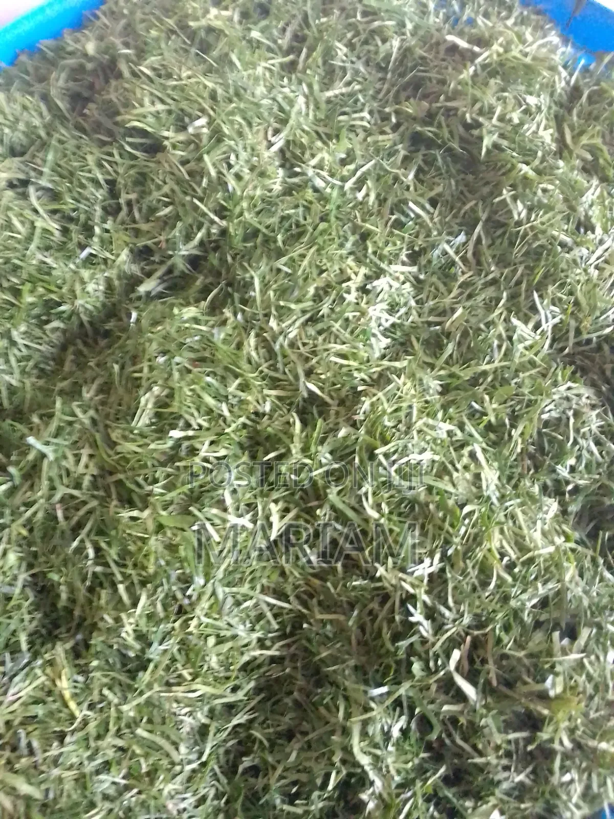 Afang in Large Quantities