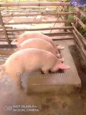 Pig Farms Business