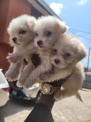 1-3 months Female Purebred Lhasa Apso