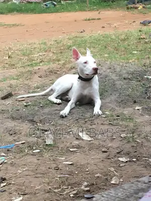 1+ year Male Purebred American Pit Bull Terrier