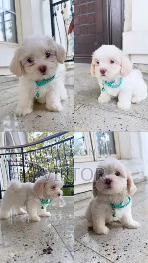 1-3 months Female Purebred Maltipoo