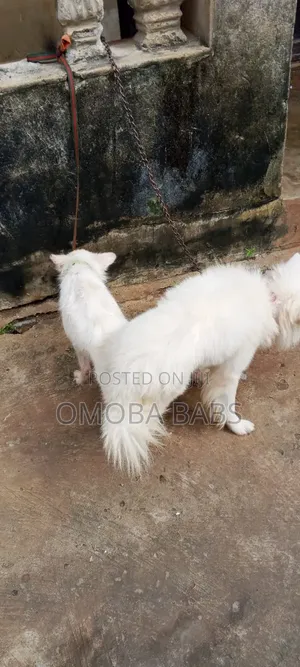 1+ year Female Purebred American Eskimo