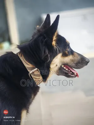 6-12 months Female Purebred German Shepherd