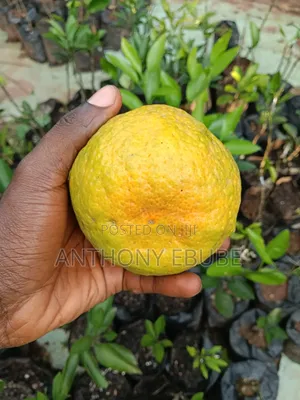 Owari Satsuma Mandarin