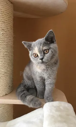 1-3 months Female Purebred British Shorthair