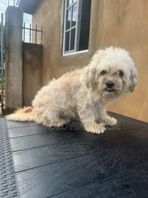 1+ year Male Purebred Lhasa Apso