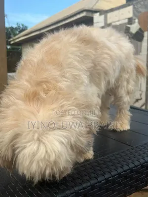 1+ year Male Purebred Lhasa Apso
