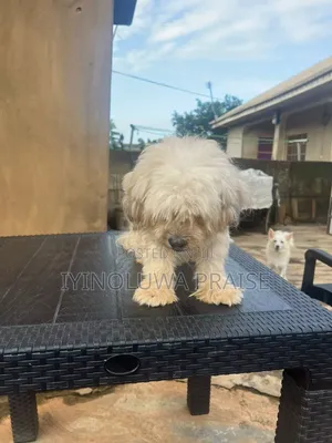 1+ year Male Purebred Lhasa Apso
