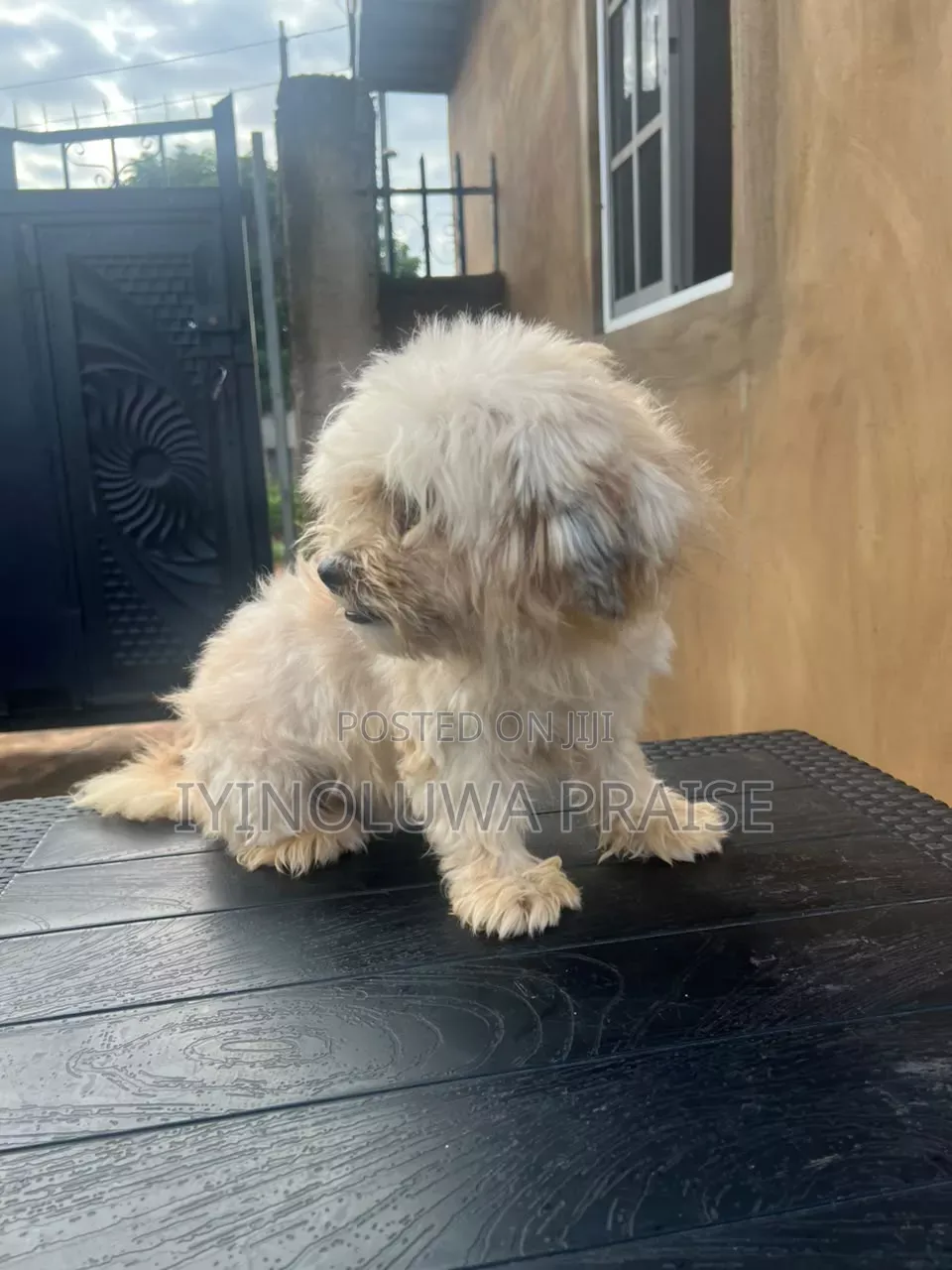 1+ year Male Purebred Lhasa Apso