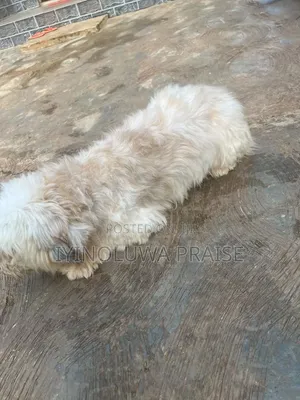 1+ year Male Purebred Lhasa Apso