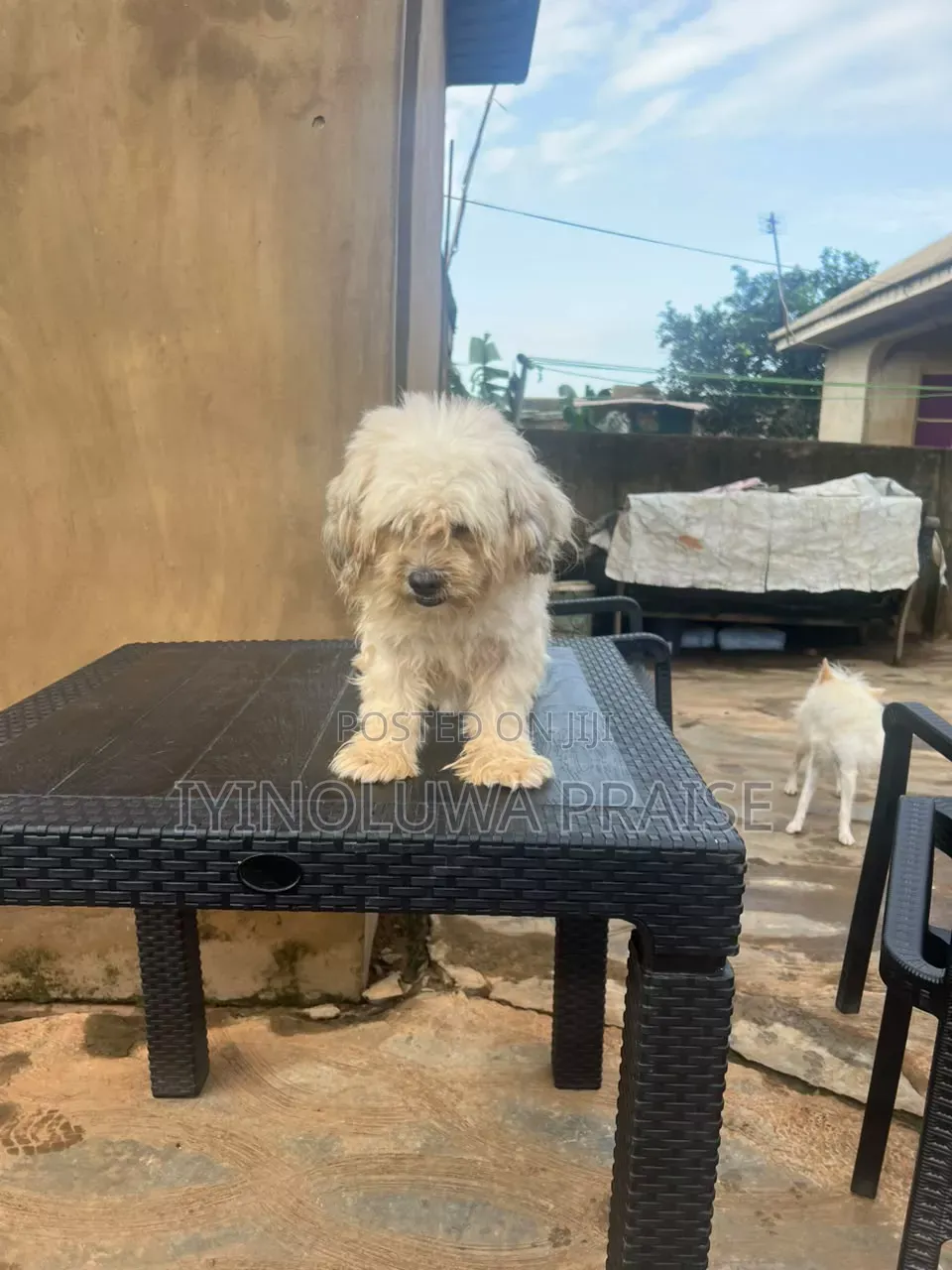 1+ year Male Purebred Lhasa Apso