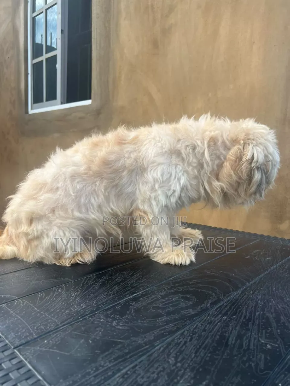 1+ year Male Purebred Lhasa Apso