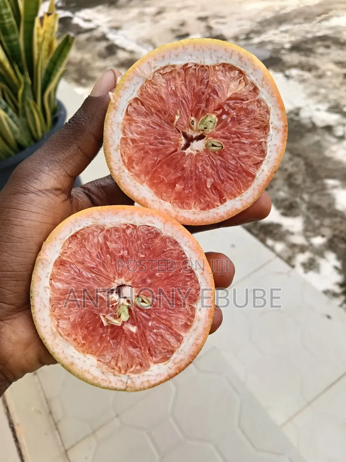 Citrus Red Grape Fruit