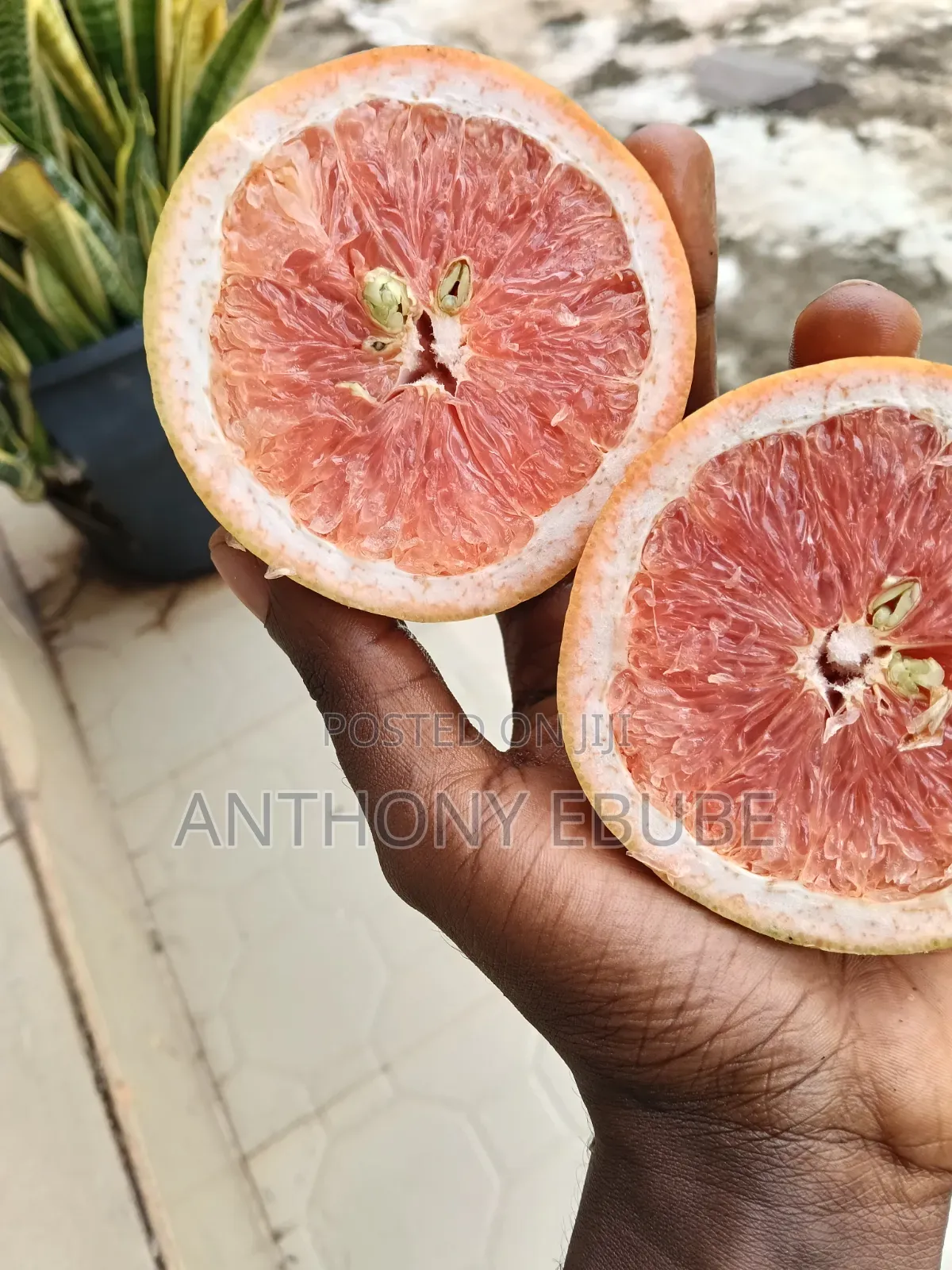 Citrus Red Grape Fruit