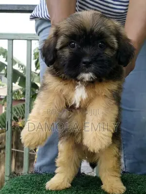 1-3 months Male Purebred Lhasa Apso