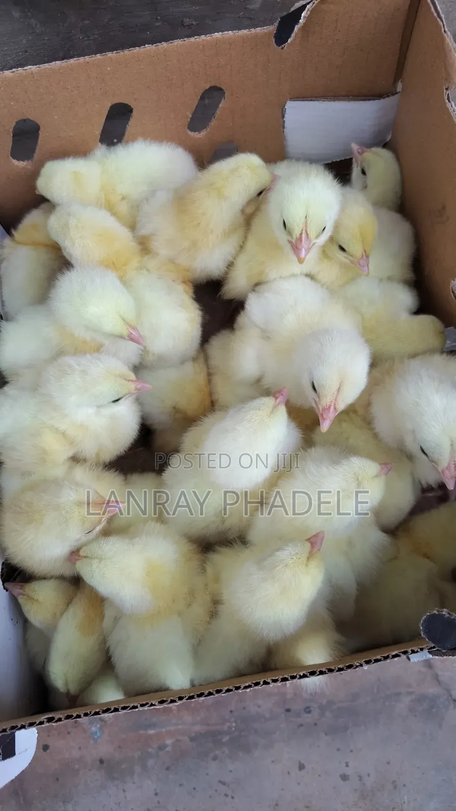 Broilers and Turkey