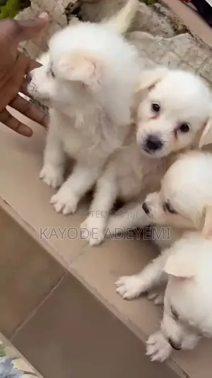 1-3 months Male Purebred American Eskimo