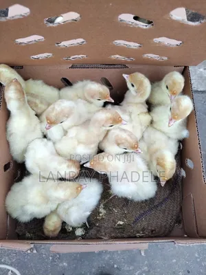 Broilers and Turkey