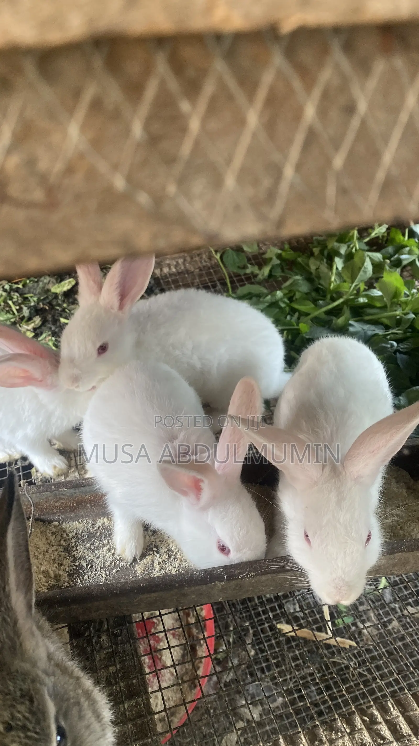 Weanners Rabbits
