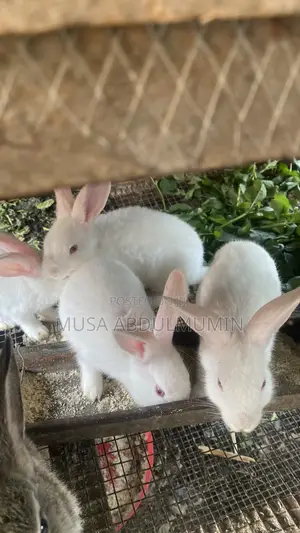 Weanners Rabbits
