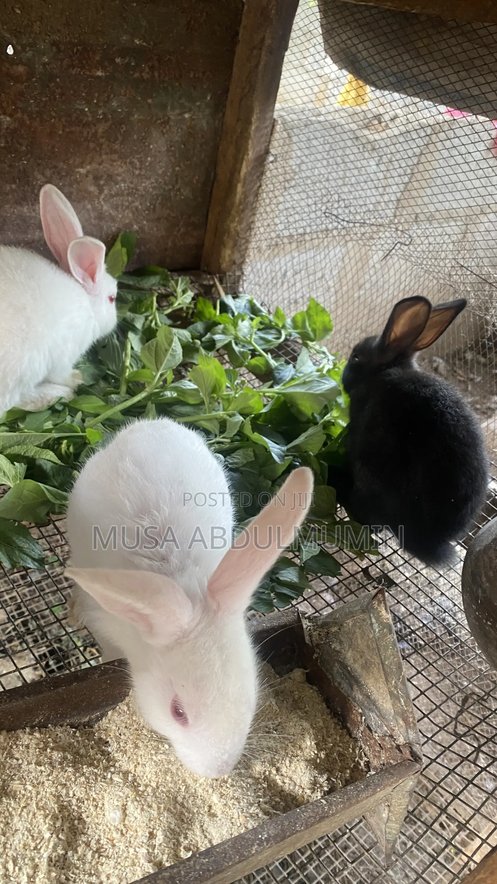 Weanners Rabbits