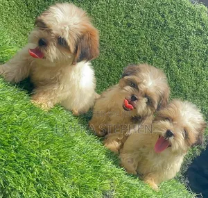 1-3 months Female Purebred Lhasa Apso