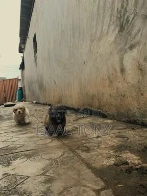1-3 months Male Purebred Lhasa Apso