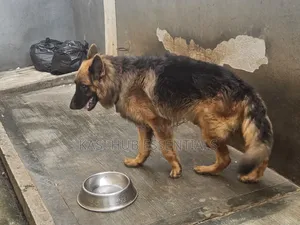 1+ year Male Purebred German Shepherd