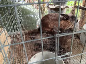 Healthy Doe for Sale - Meat / Beginner Breeder - Ibadan