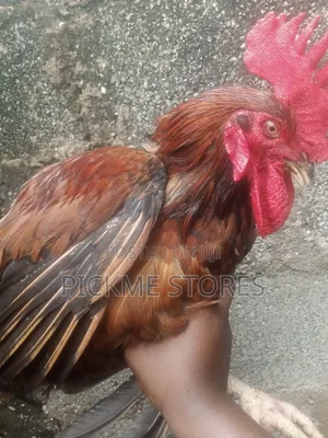 Male and Female Noiler, Female Turkey for Sale
