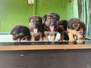 1-3 months Female Purebred German Shepherd