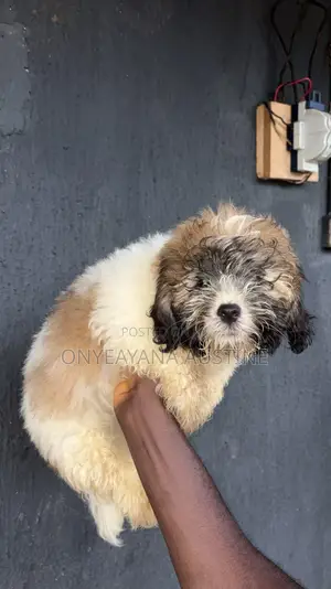 1-3 months Male Purebred Lhasa Apso