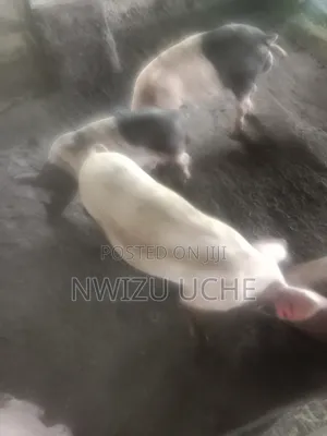 Pig Sell Obiaruku