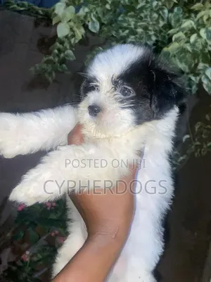 1-3 months Female Purebred Lhasa Apso