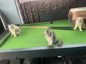 1-3 months Female Purebred Persian