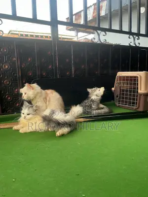 1-3 months Male Purebred Persian