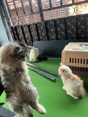 1-3 months Female Purebred Persian
