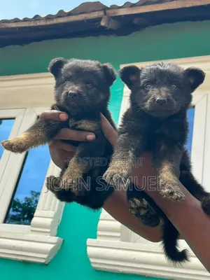 1-3 months Female Purebred German Shepherd