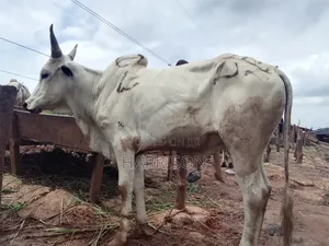 Healthy Cow