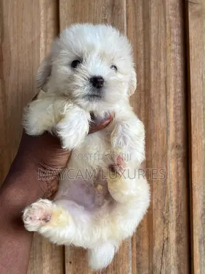 1-3 months Female Purebred American Eskimo