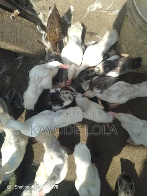 Muscovy Ducklings 4 Sell