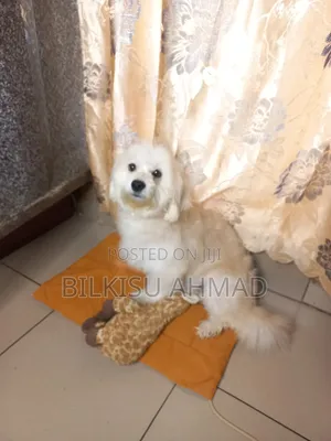 1+ year Male Purebred Lhasa Apso