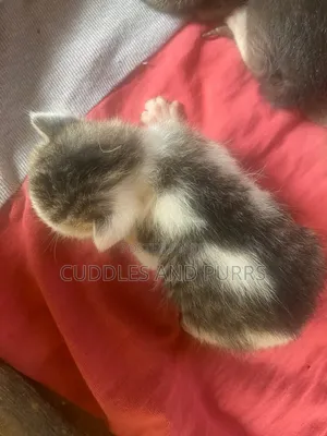 0-1 month Female Mixed Breed American Shorthair