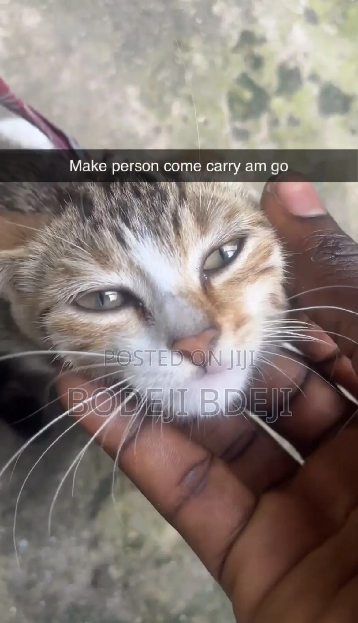 1-3 months Female Mixed Breed Cat