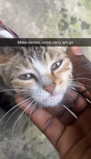 1-3 months Female Mixed Breed Cat