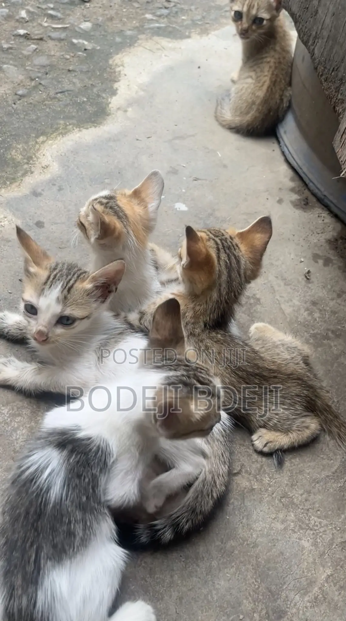 1-3 months Female Mixed Breed Cat