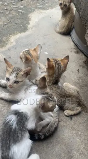 1-3 months Female Mixed Breed Cat