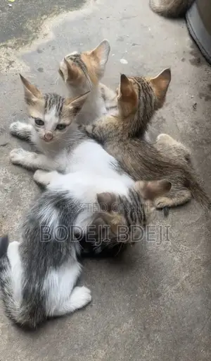 1-3 months Female Mixed Breed Cat