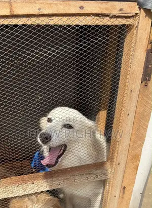 1+ year Female Purebred American Eskimo
